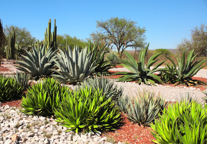 Aloe & Agave