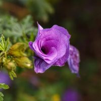 A close-up of Alyogyne 'Delightfully Double' in bloom, showing vibrant flowers with green leaves and buds in a 6" pot against a softly blurred natural background.