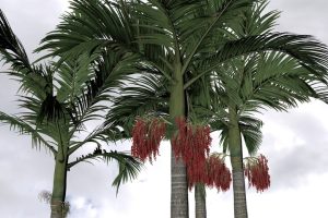 Archontophoenix 'Alexandra Palm' 7" Pot