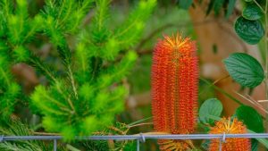 Banksia ‘Red Alert’ 8” Pot