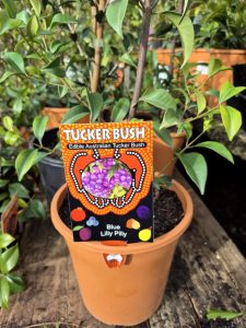 Syzygium oleosum 'Tucker Bush Blue Lilly Pilly' 7" Pot