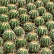 Succulents & Cacti
