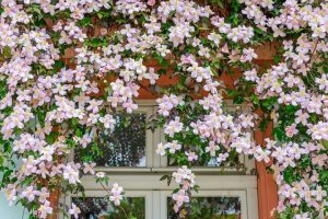 Clematis montana 'Marjorie' 6" Pot
