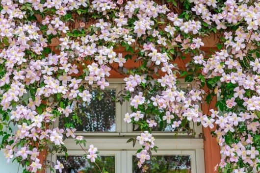 Clematis 'Marjorie' 6" Pot