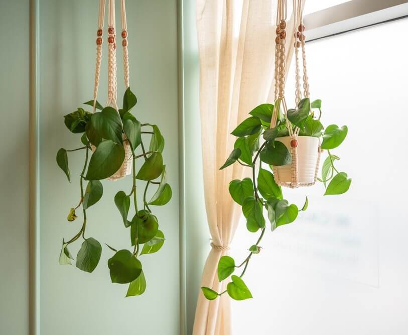 Climbing & Trailing Indoors