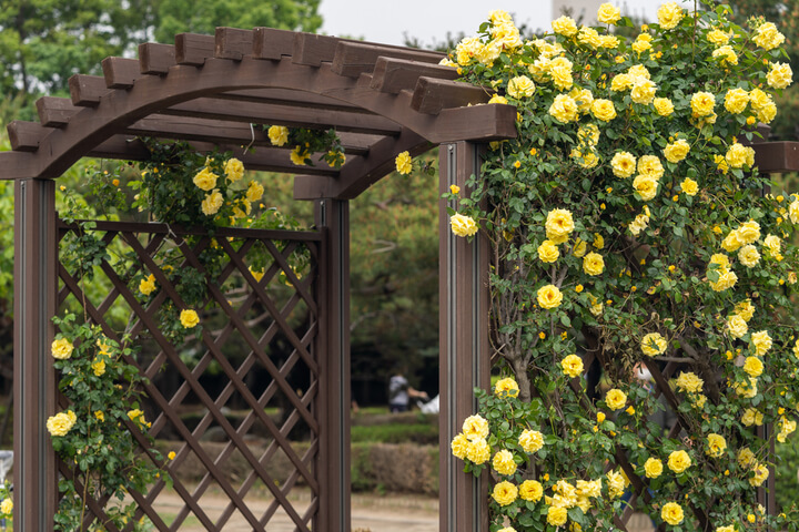 Climbing Roses