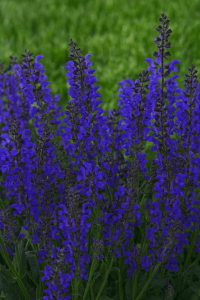 Salvia ‘Evening Attire’ 6″ Pot