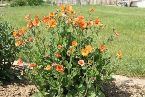 Geum JAZZY™ 'Orange' 6" Pot