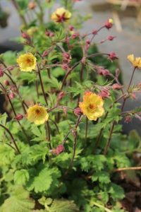Geum JAZZY™ 'Tempo Yellow' 6" Pot