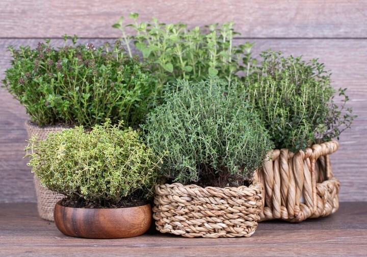 Herbs