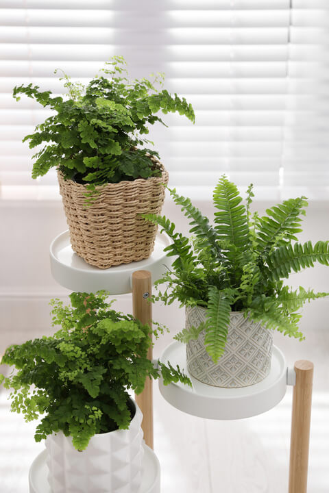 Indoor Ferns