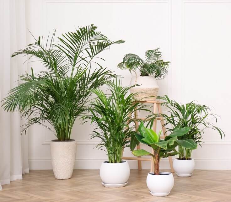 Indoor Palms