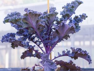 Kale 'Red' 3" Pot