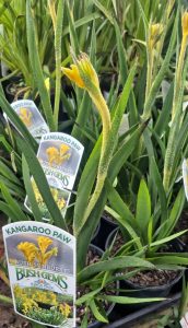 Kangaroo Paw 'Bush Sunburst' 6" Pot