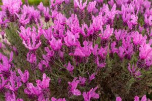 Lavandula 'Pink Lace' Lavender 6” Pot