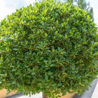 Laurus 'Bay Tree' 16" Pot (Standard)