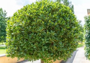 Laurus 'Bay Tree' 1.8m 24" Pot (Standard)
