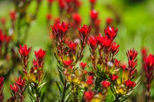 Leucadendron ‘Woori Red’ 6” Pot