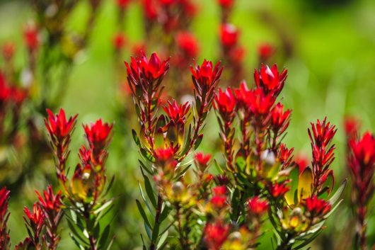Leucadendron ‘Woori Red’ 6” Pot