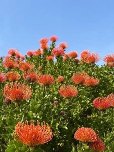 Leucospermum ‘So® Sincere' 6" Pot
