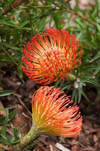 Leucospermum ‘So® Successful' 6" Pot