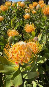 Leucospermum 'Calypso® Gold' 6" Pot