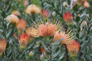 Leucospermum 'Carnival® Peach' 6" Pot