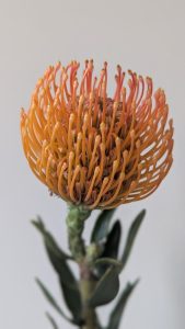 Leucospermum ‘So® Majestic' 6" Pot