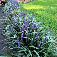 Liriope muscari 6" Pot