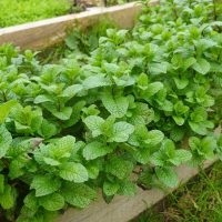 Mint 'Common' 4" Pot
