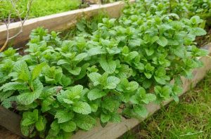 Mint 'Common' 8" Pot