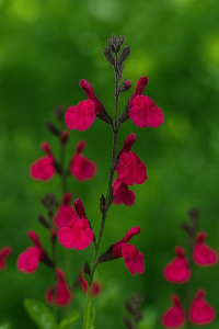 Salvia ‘Merlot’ Sage 4” Pot