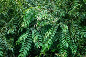 Murraya 'Curry Tree'