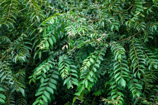 Murraya 'Curry Tree'