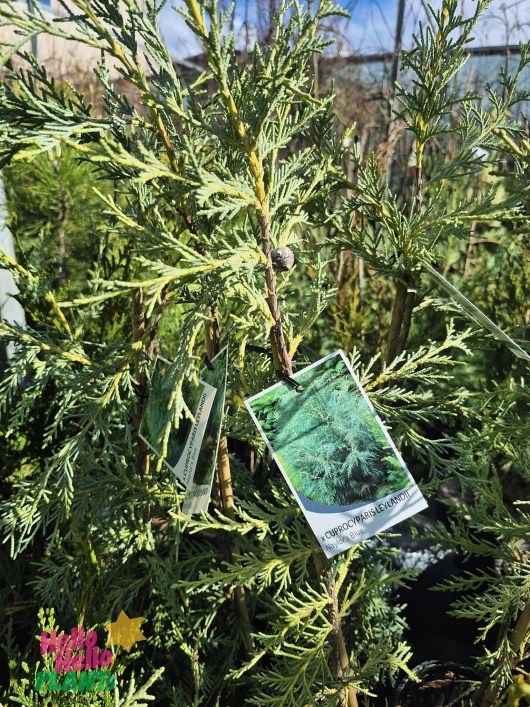 Cupressus 'Naylor's Blue' Conifer 6" Pot