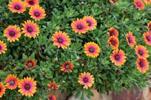 Osteospermum 'Purple Sun' African Daisy 7" Pot