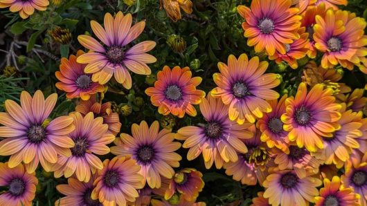 Osteospermum 'Serenity™ Bronze' African Daisy
