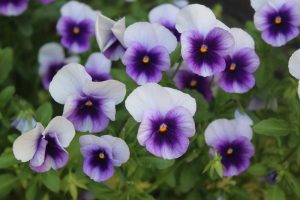 Pansy ‘Beaconsfield’ 4" Pot
