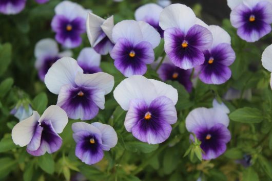 Pansy 'Beaconsfield' 4" Pot