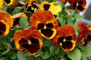 Pansy ‘Copperfield’ 4" Pot