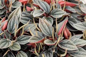 Peperomia 'Santorini®' 5" Pot