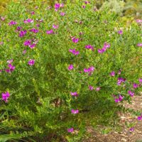 Polygala dalmaisiana 'Sweet Pea Shrub' 6" Pot