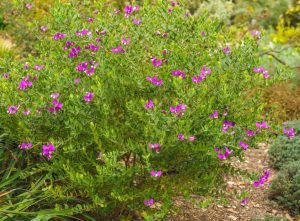 Polygala dalmansiana 'Sweet Pea Shrub' 6" Pot
