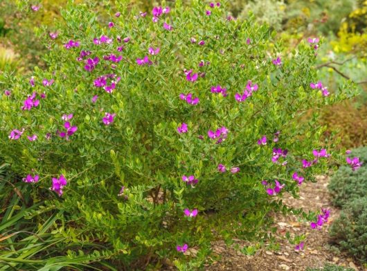 Polygala dalmansiana 'Sweet Pea Shrub' 6" Pot