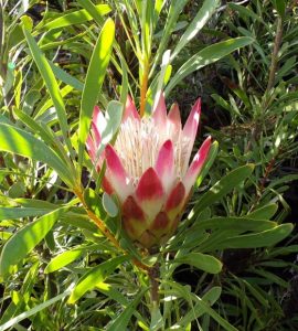 Protea 'Ruby Blush' 6" Pot