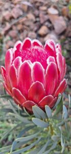 Protea 'Venus' 6" Pot