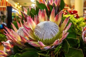 Protea 'King Summer' 6" Pot