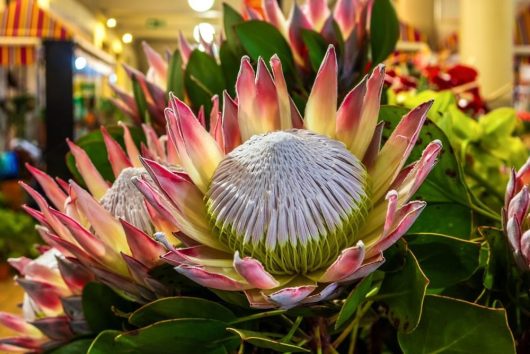 Protea 'King Summer' 6" Pot