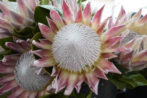 Protea 'King Winter' 6" Pot