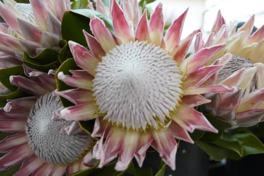 Protea 'King Winter' 6" Pot